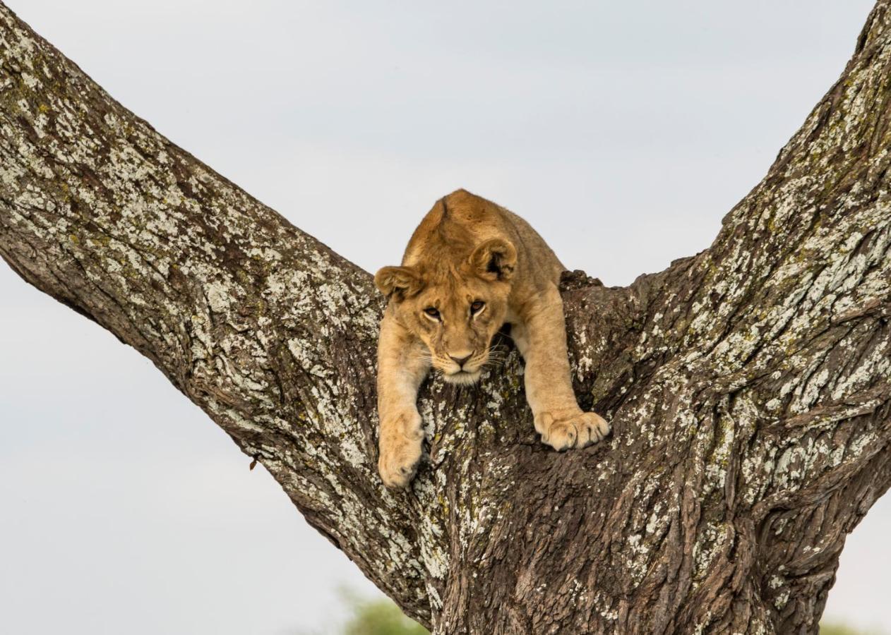 Ngorongoro Lodge Member Of Melia Collection - The Leading Hotels Of The World エクステリア 写真