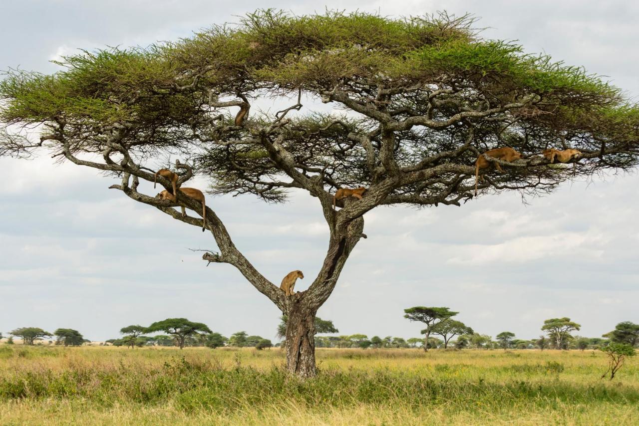 Ngorongoro Lodge Member Of Melia Collection - The Leading Hotels Of The World エクステリア 写真