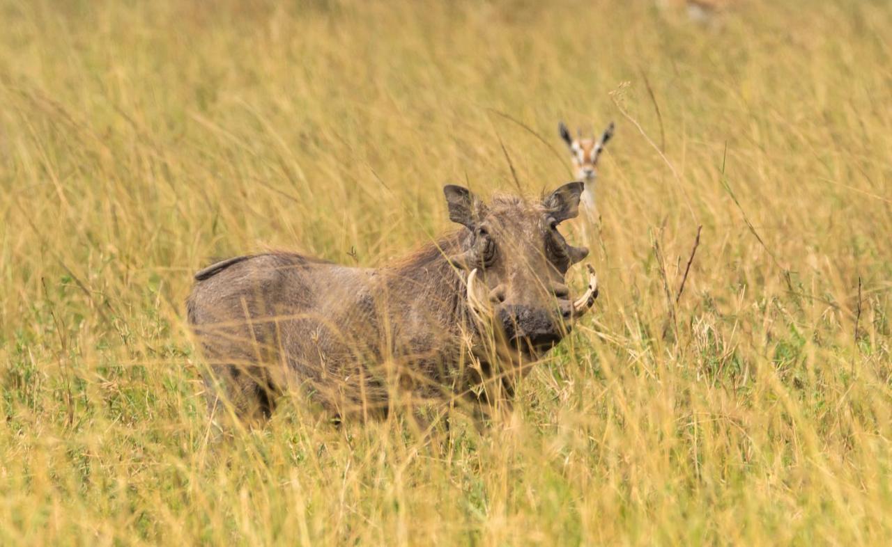 Ngorongoro Lodge Member Of Melia Collection - The Leading Hotels Of The World エクステリア 写真