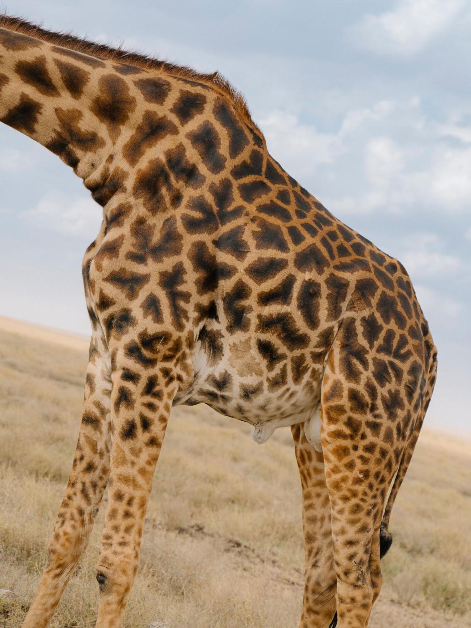 Ngorongoro Lodge Member Of Melia Collection - The Leading Hotels Of The World エクステリア 写真