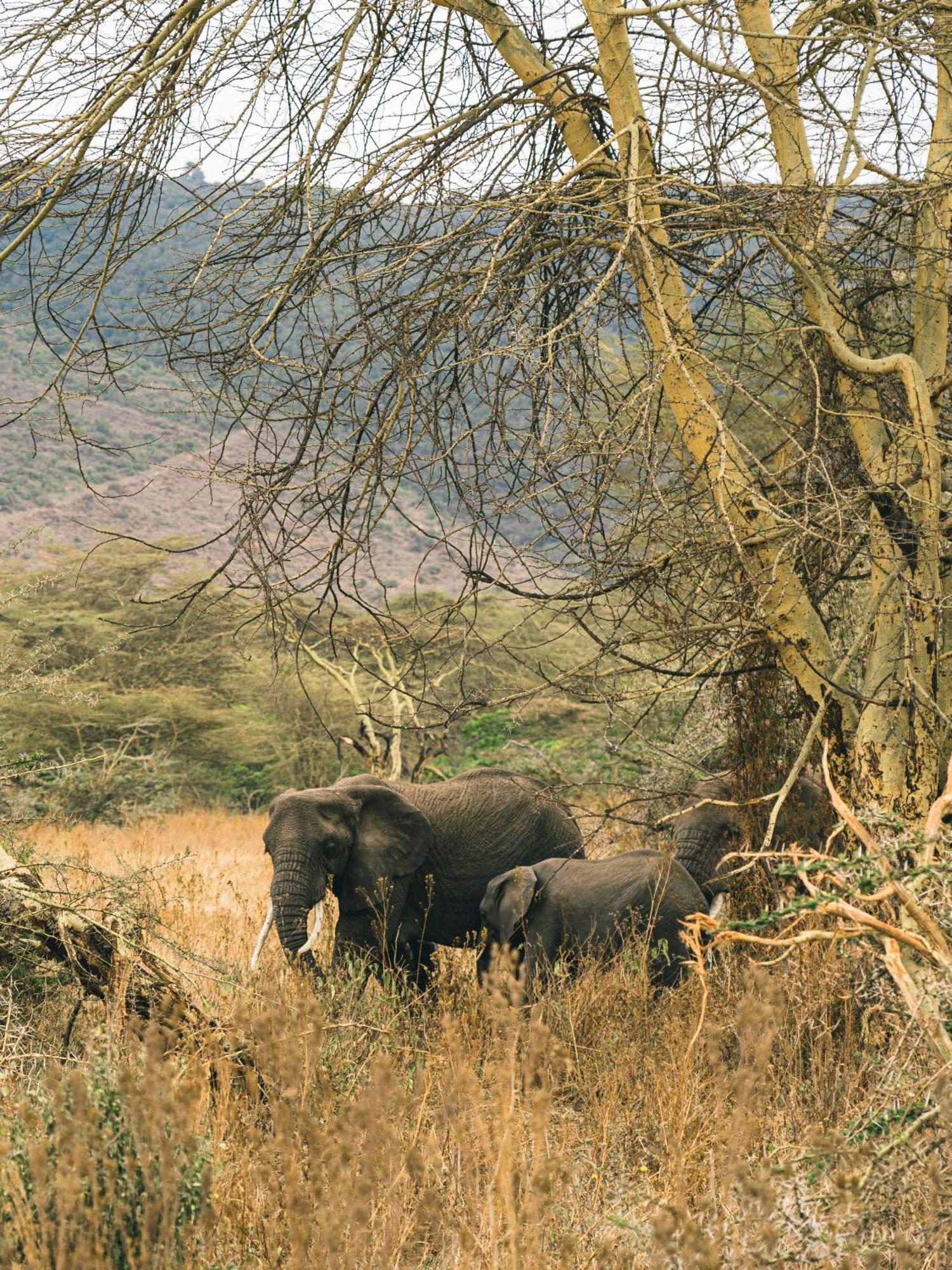 Ngorongoro Lodge Member Of Melia Collection - The Leading Hotels Of The World エクステリア 写真