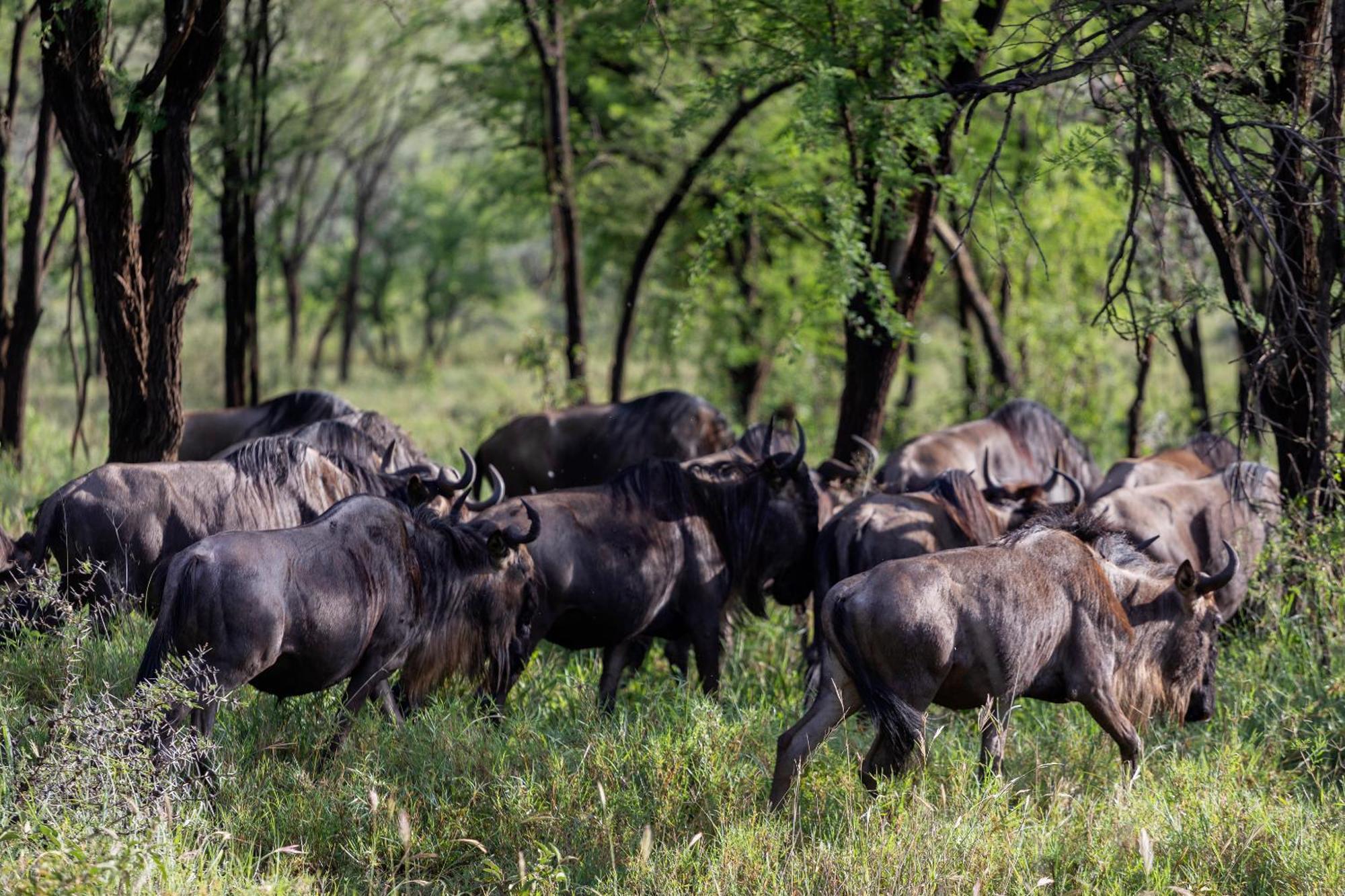Ngorongoro Lodge Member Of Melia Collection - The Leading Hotels Of The World エクステリア 写真