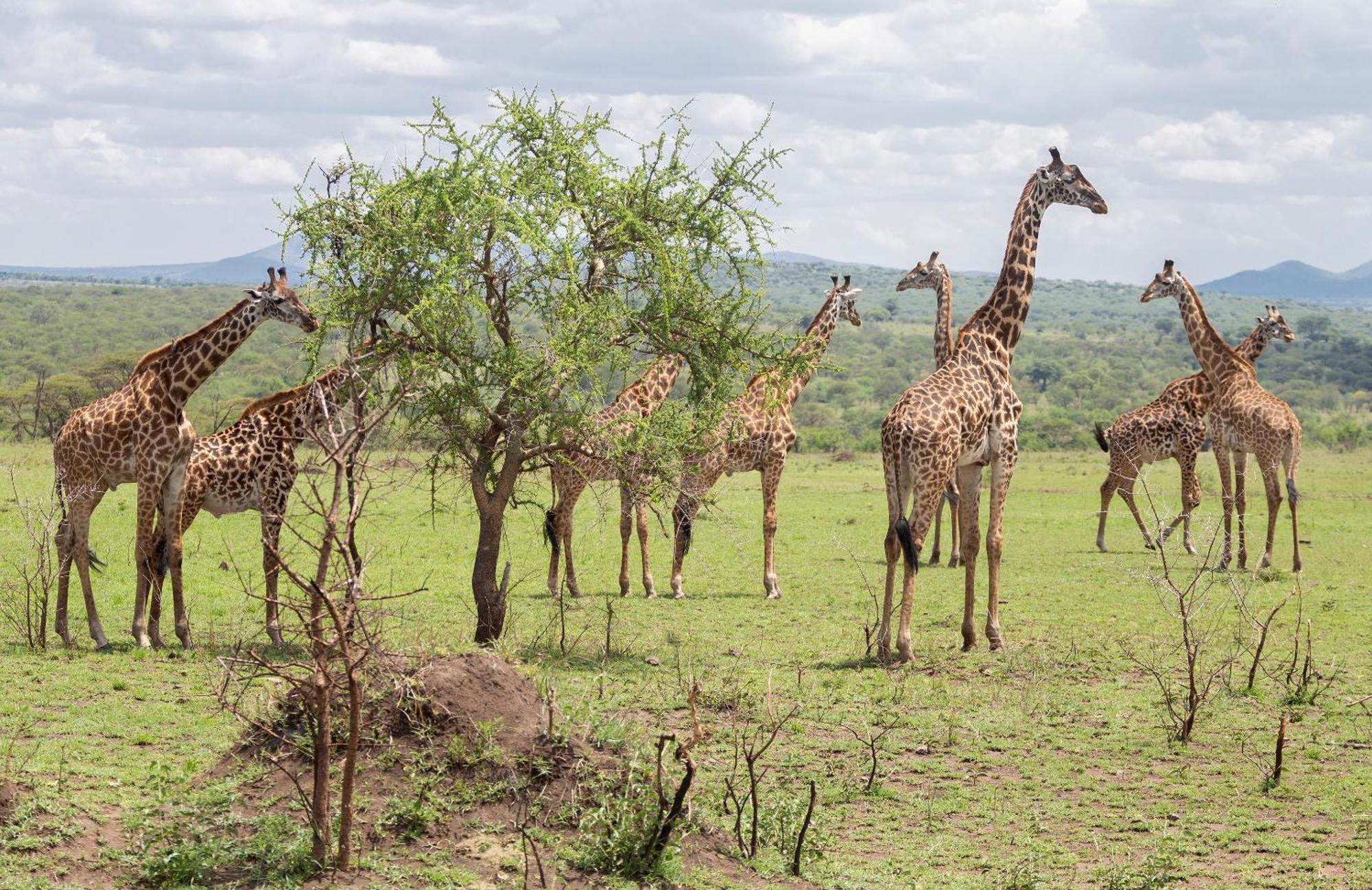 Ngorongoro Lodge Member Of Melia Collection - The Leading Hotels Of The World エクステリア 写真