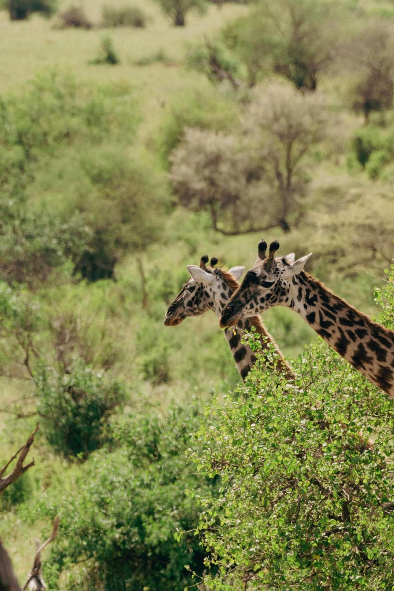 Ngorongoro Lodge Member Of Melia Collection - The Leading Hotels Of The World エクステリア 写真